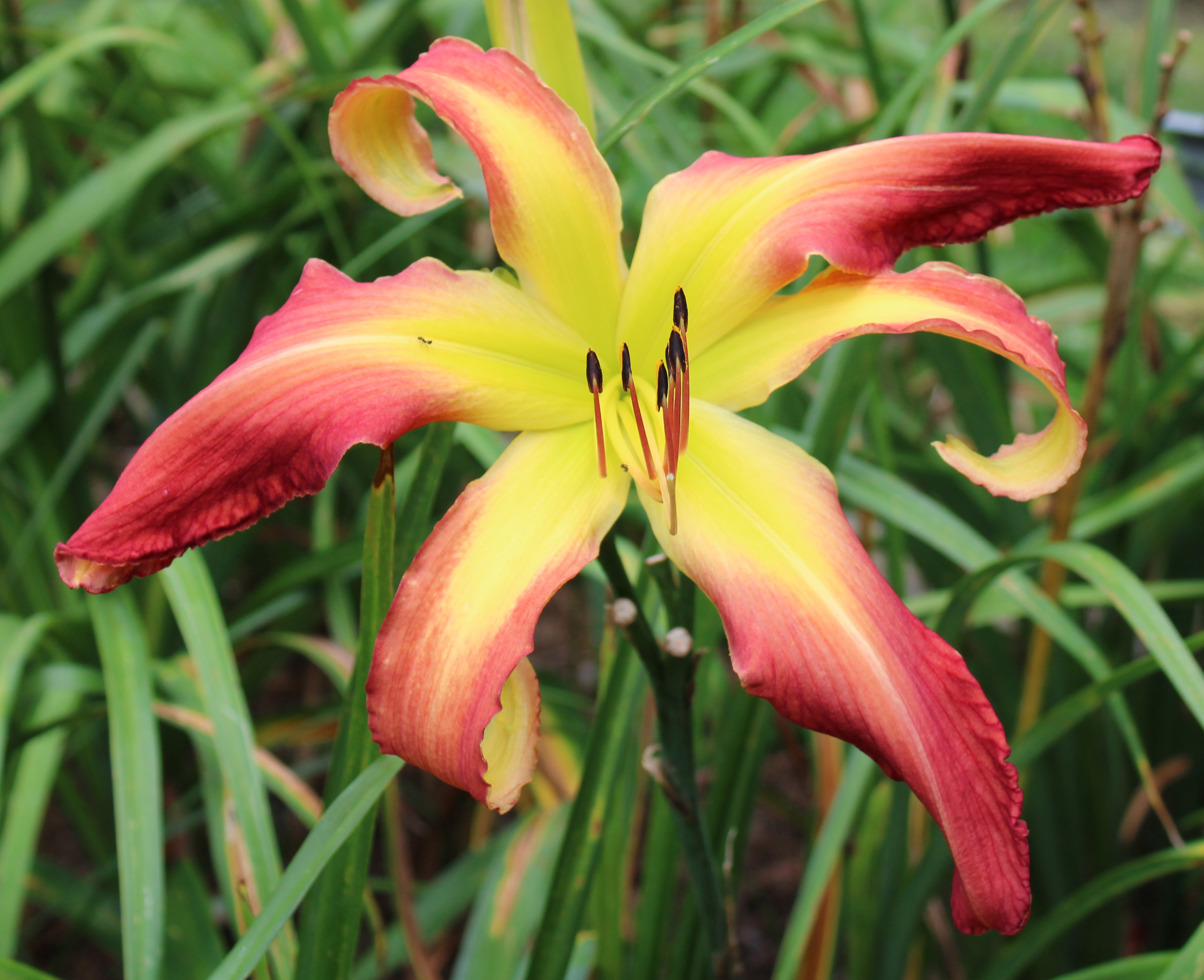 Teaguewood Daylilies - WILL'S HUMONGOSAURAUS