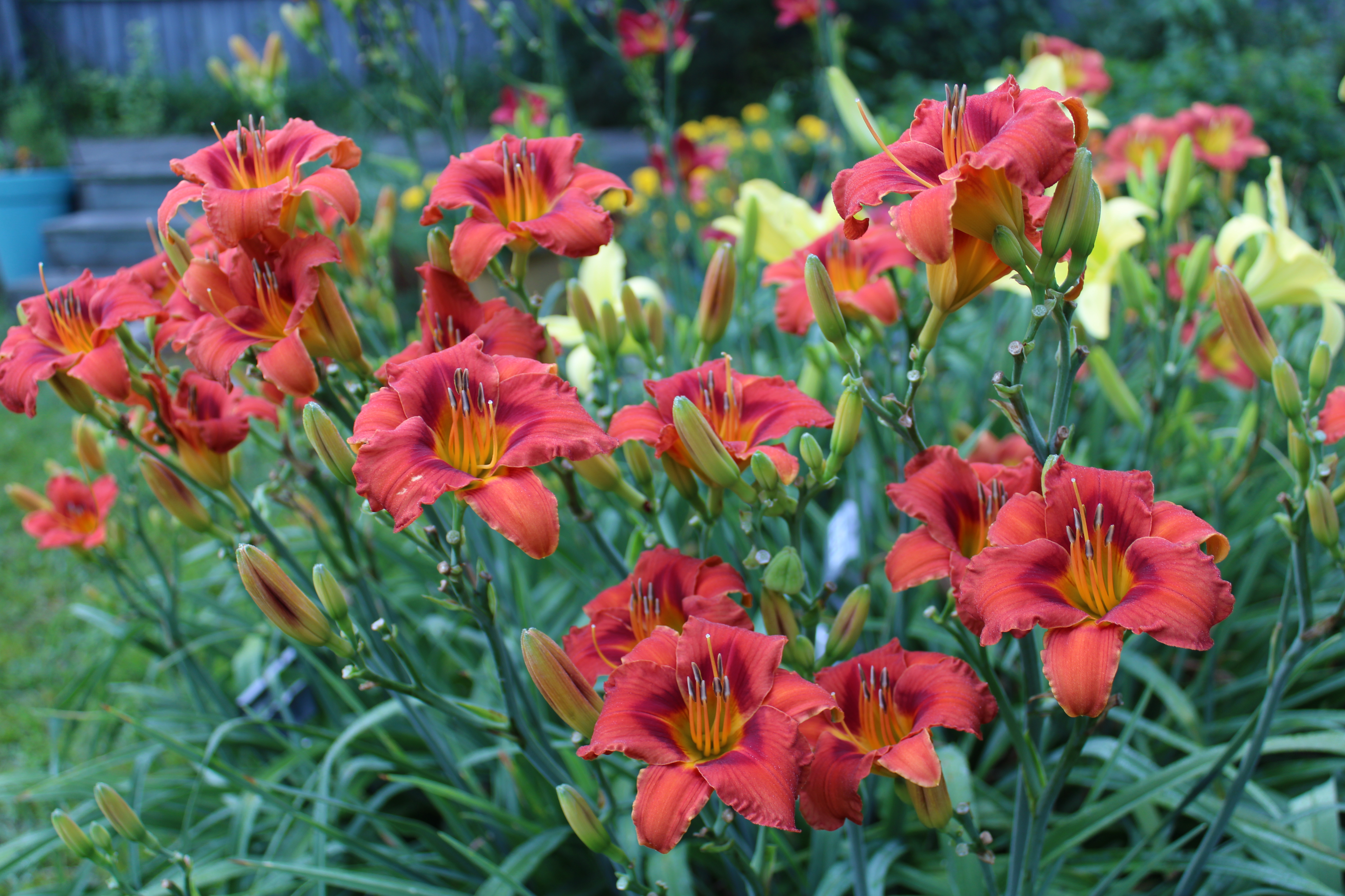 Teaguewood Daylilies - Haywood's Red Raccoon