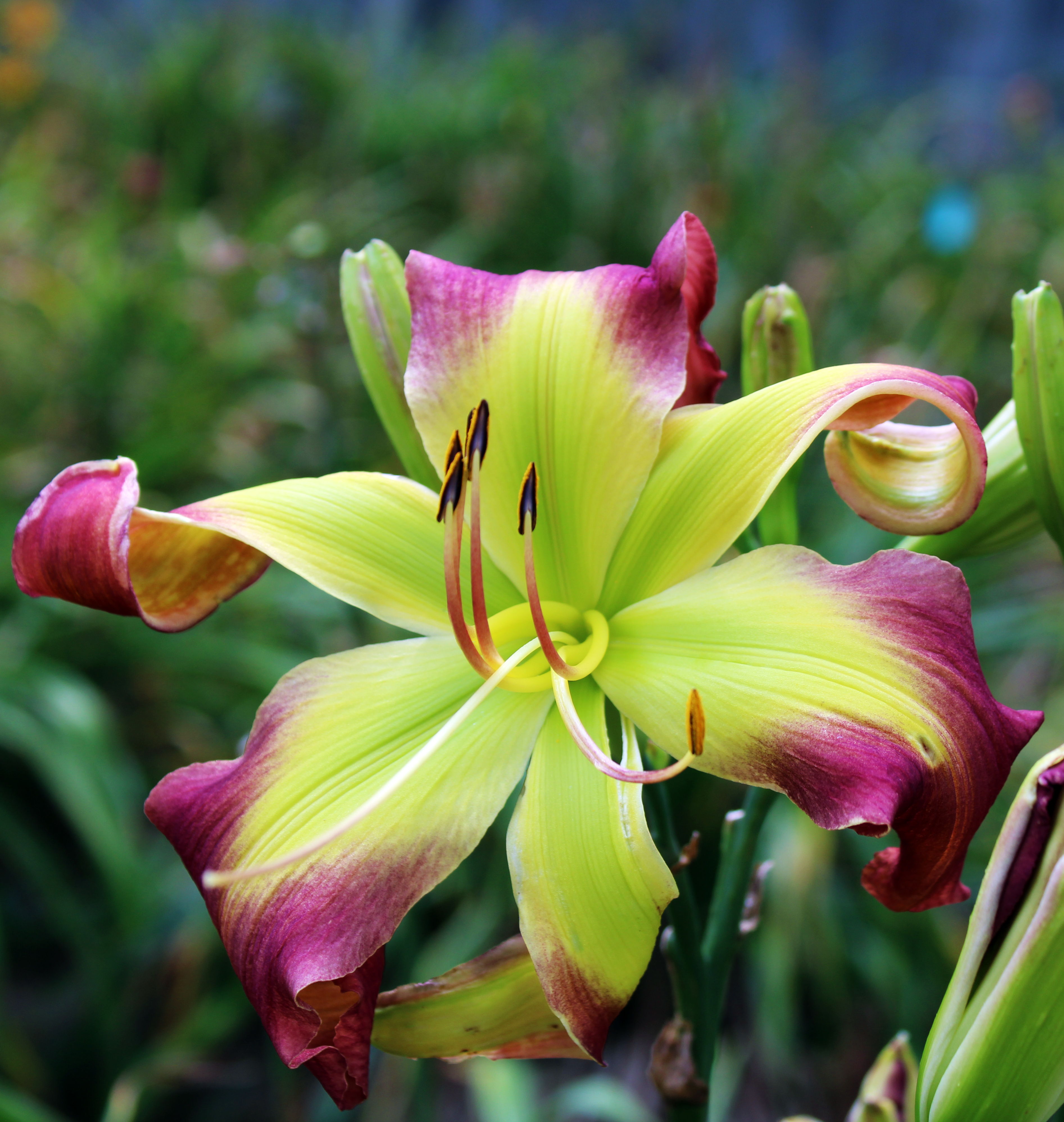 Teaguewood Daylilies - Katherine the Not Lonely Goatherd